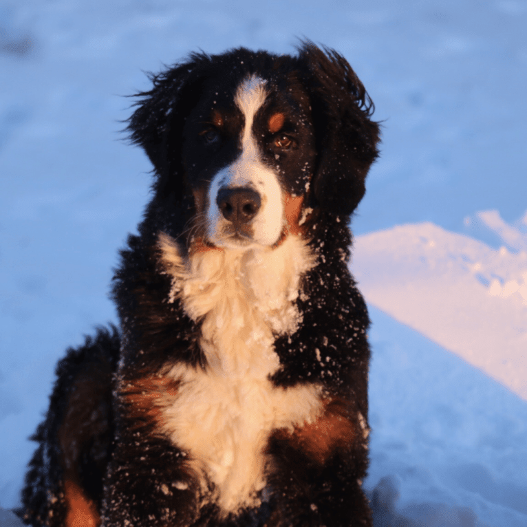 Lena, a Bernese Mountain Dog tested with EmbarkVet.com