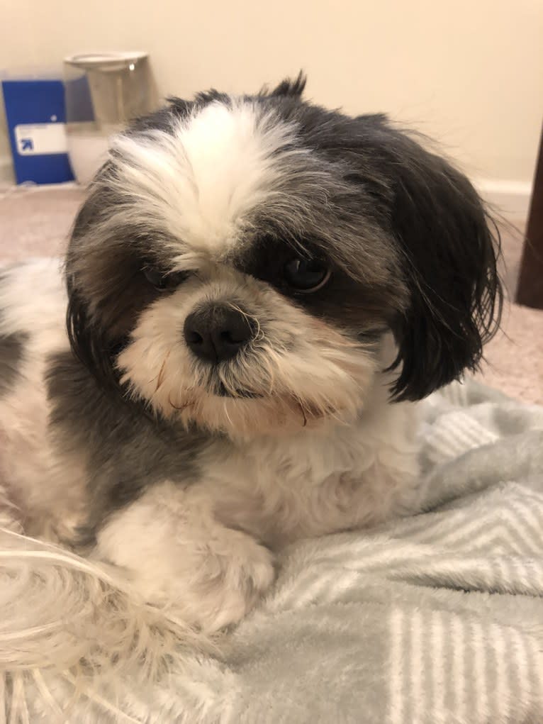 Harvey, a Shih Tzu tested with EmbarkVet.com