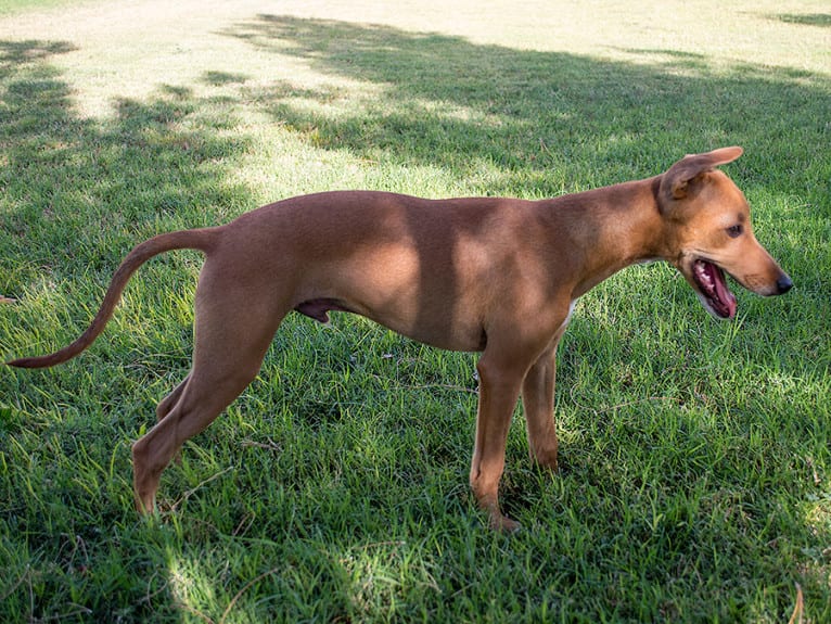 Cuz, a Whippet and Border Collie mix tested with EmbarkVet.com