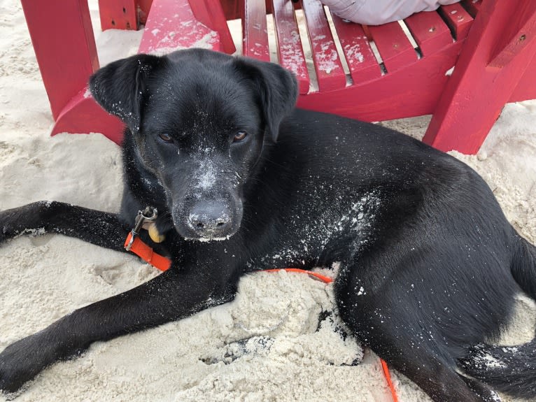 Rio, a Labrador Retriever and Chow Chow mix tested with EmbarkVet.com