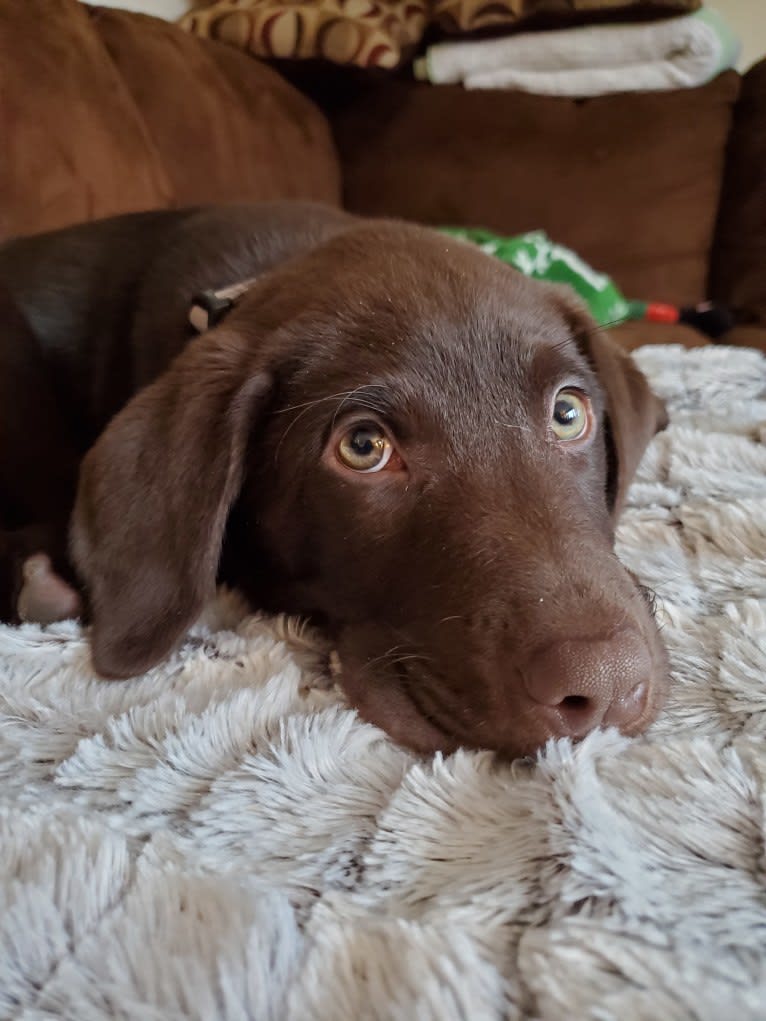 Zephyr, a Labrador Retriever tested with EmbarkVet.com