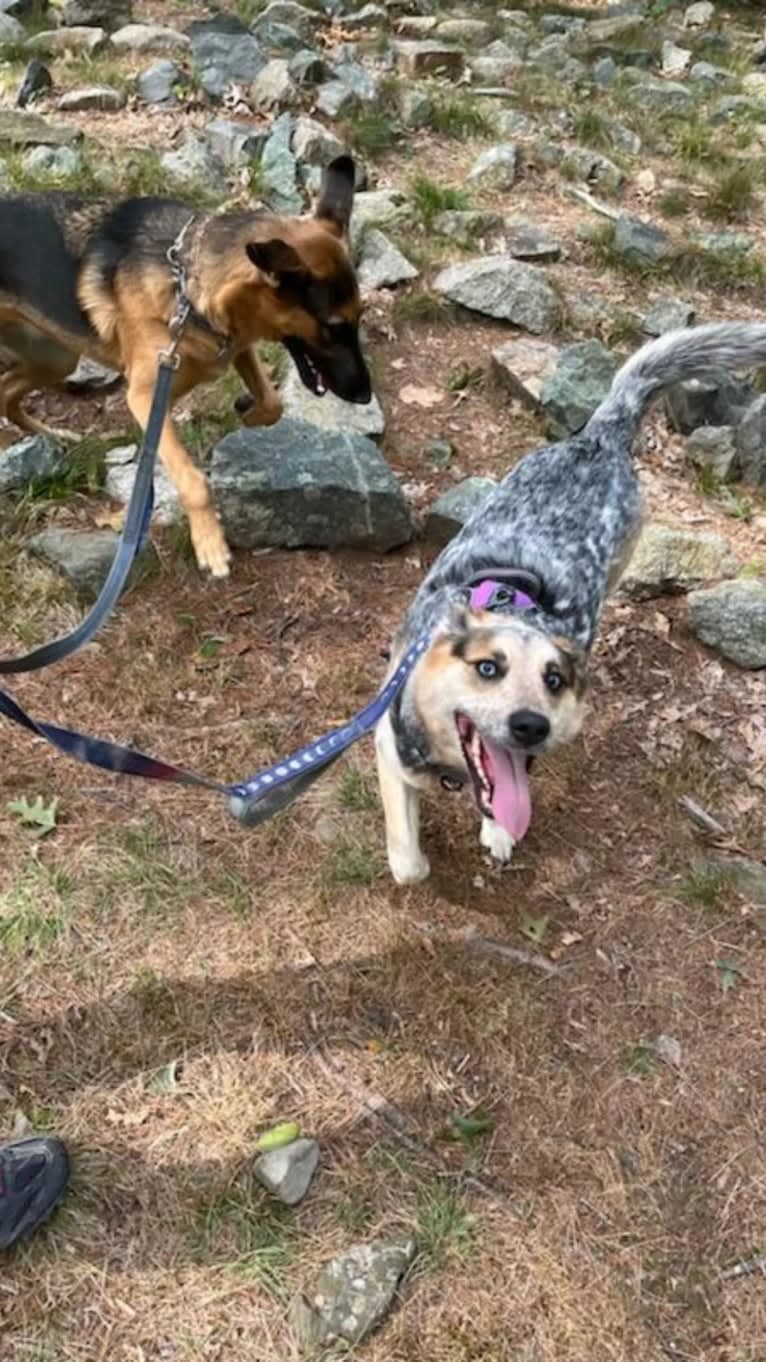 Flora, an Australian Cattle Dog and Siberian Husky mix tested with EmbarkVet.com
