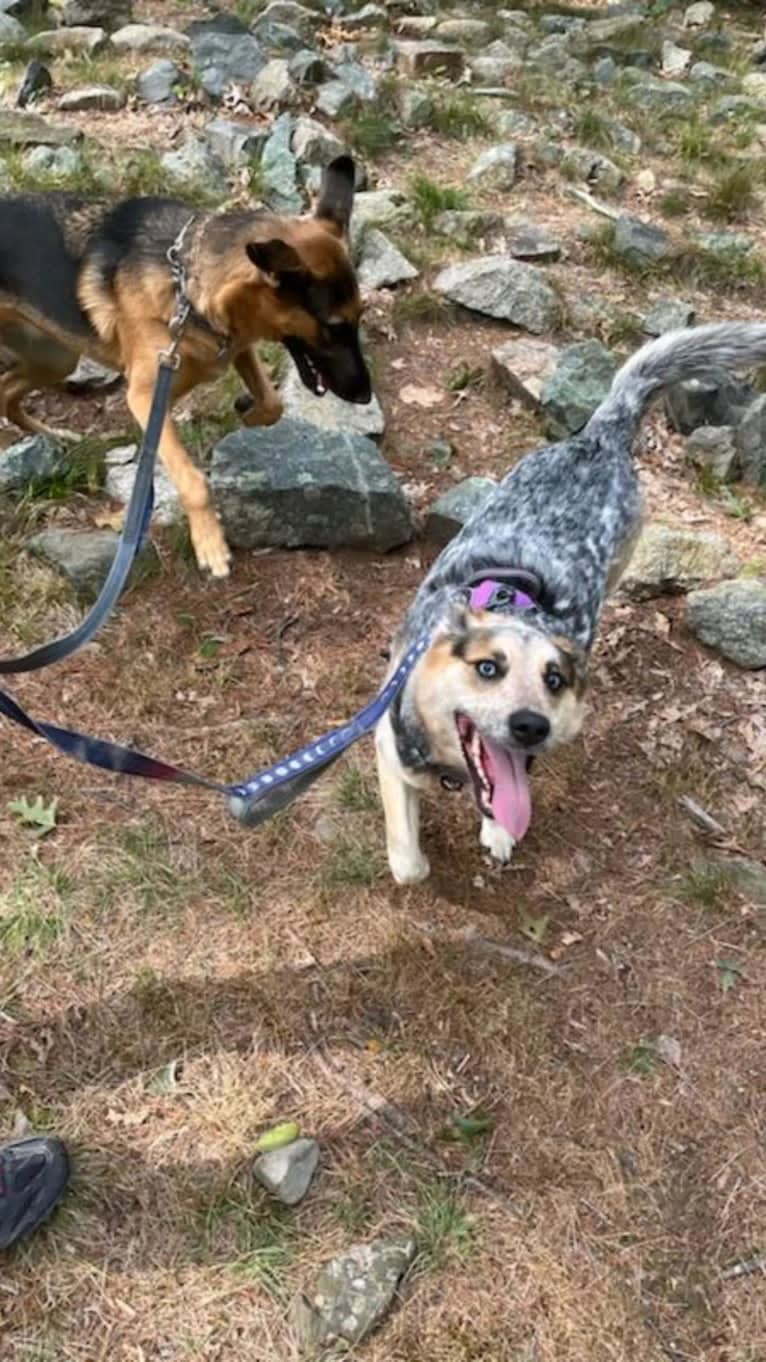 Flora, an Australian Cattle Dog and Siberian Husky mix tested with EmbarkVet.com