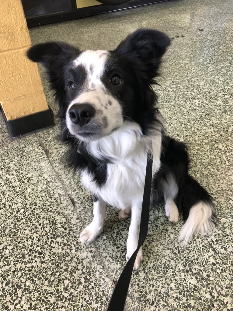 Donut, a Border Collie tested with EmbarkVet.com