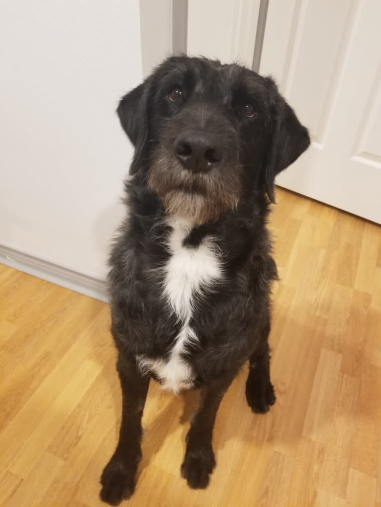 Laszlo, a Greater Swiss Mountain Dog and Poodle (Standard) mix tested with EmbarkVet.com