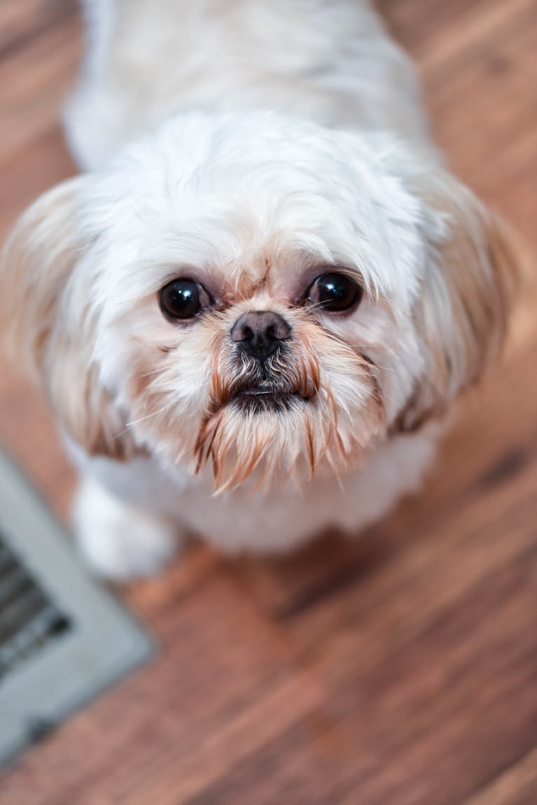 Snuggs, a Shih Tzu tested with EmbarkVet.com