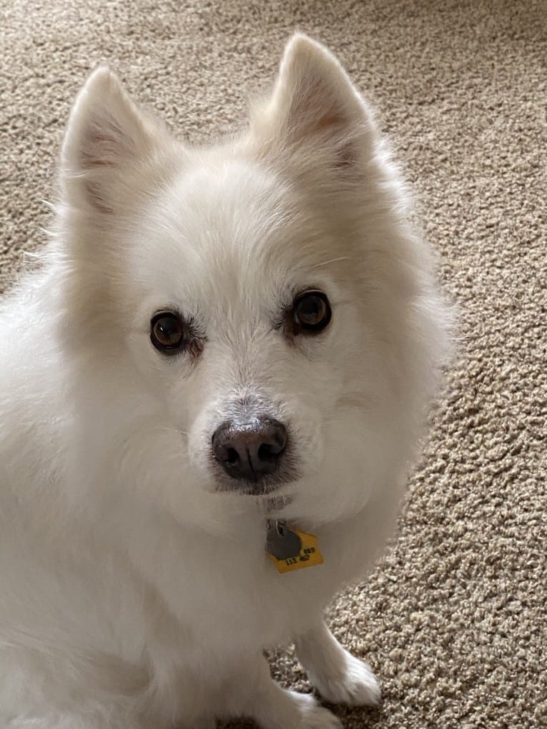 Bo, an American Eskimo Dog tested with EmbarkVet.com