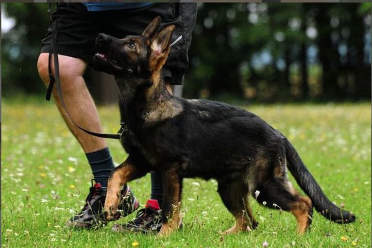 Goofy, a German Shepherd Dog tested with EmbarkVet.com