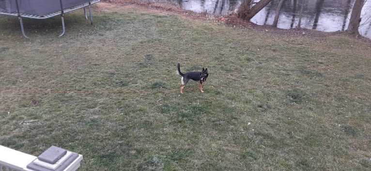 Petra, a German Shepherd Dog and Australian Cattle Dog mix tested with EmbarkVet.com