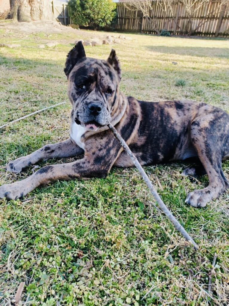 Oreo, a Bulldog and Boxer mix tested with EmbarkVet.com