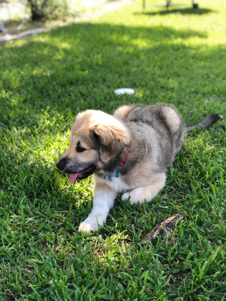 Waylon, a Great Pyrenees and Chow Chow mix tested with EmbarkVet.com