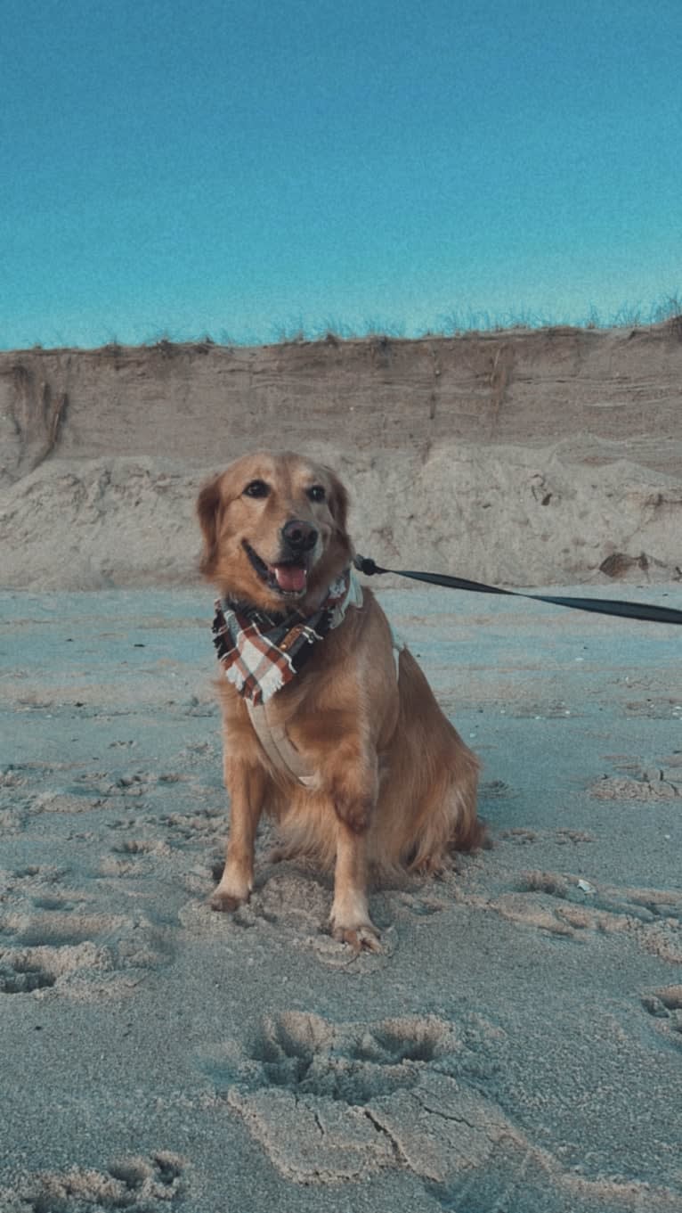 Marley, a Golden Retriever tested with EmbarkVet.com