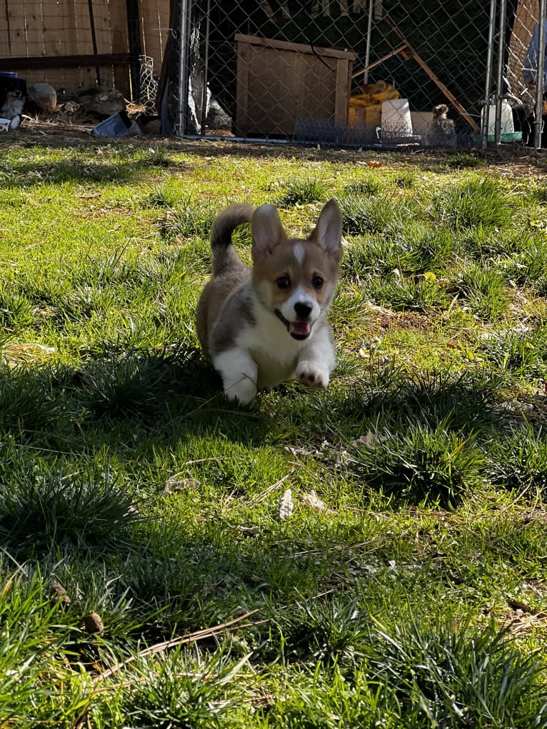 Keely, a Pembroke Welsh Corgi tested with EmbarkVet.com