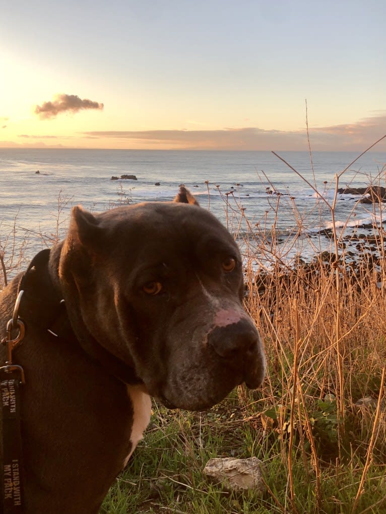 Otis, an American Pit Bull Terrier and Neapolitan Mastiff mix tested with EmbarkVet.com