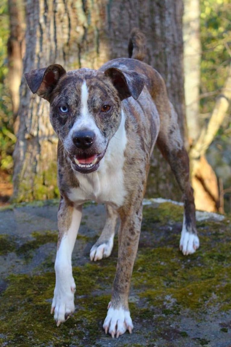 Hammer, a Boston Terrier and Australian Cattle Dog mix tested with EmbarkVet.com