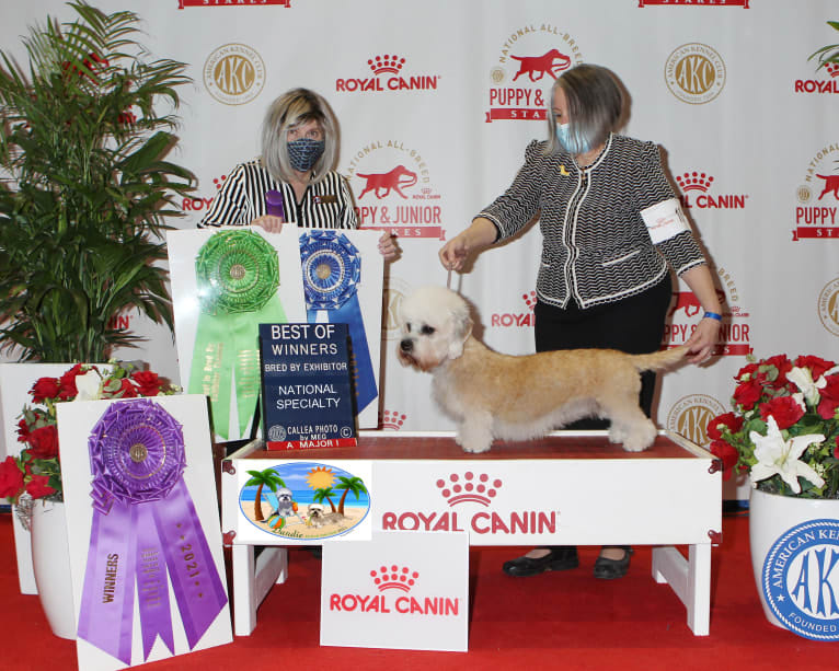 CH King’s Mtn. Blonde Bombshell, a Dandie Dinmont Terrier tested with EmbarkVet.com