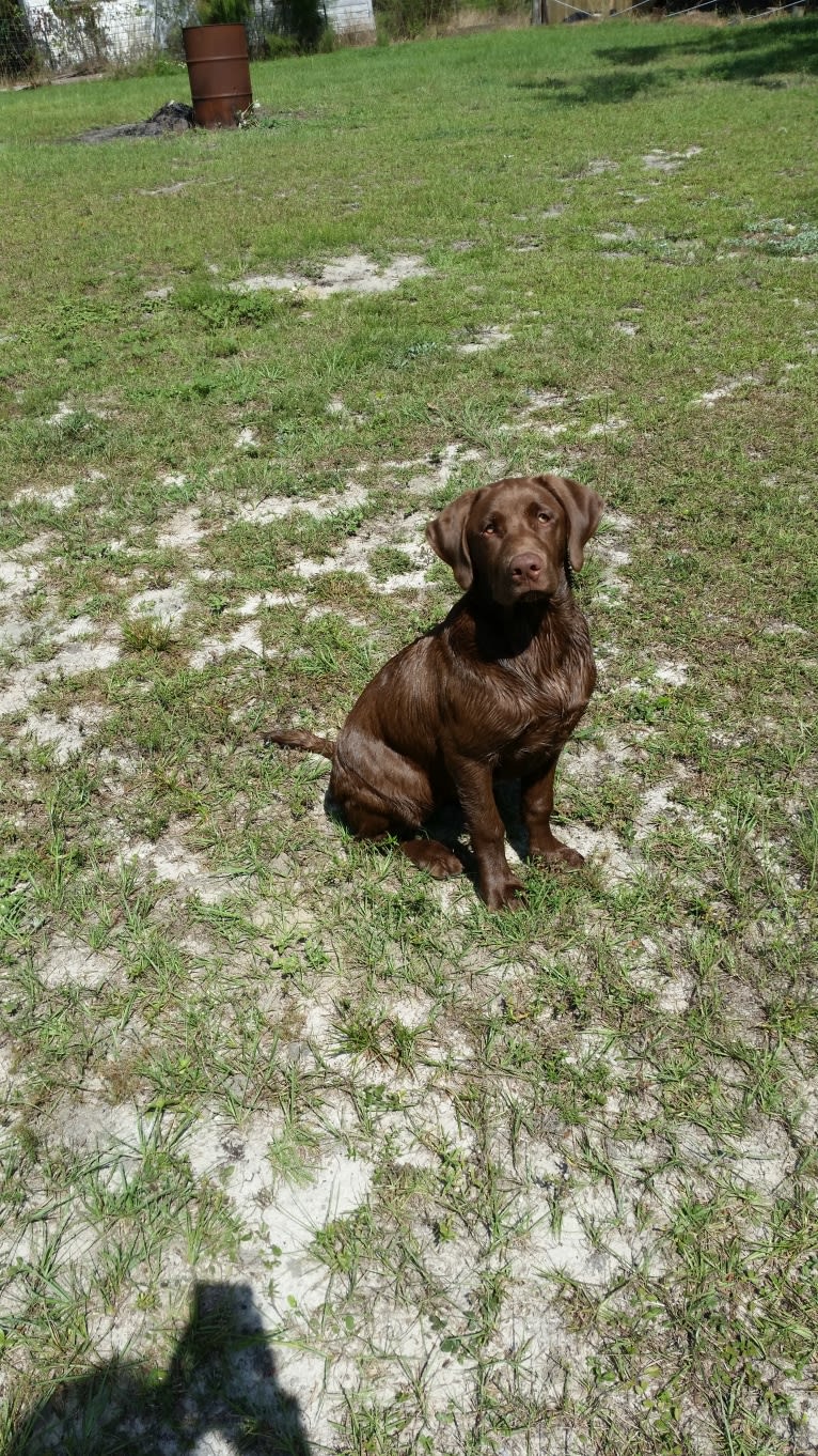 Belle, a Labrador Retriever tested with EmbarkVet.com