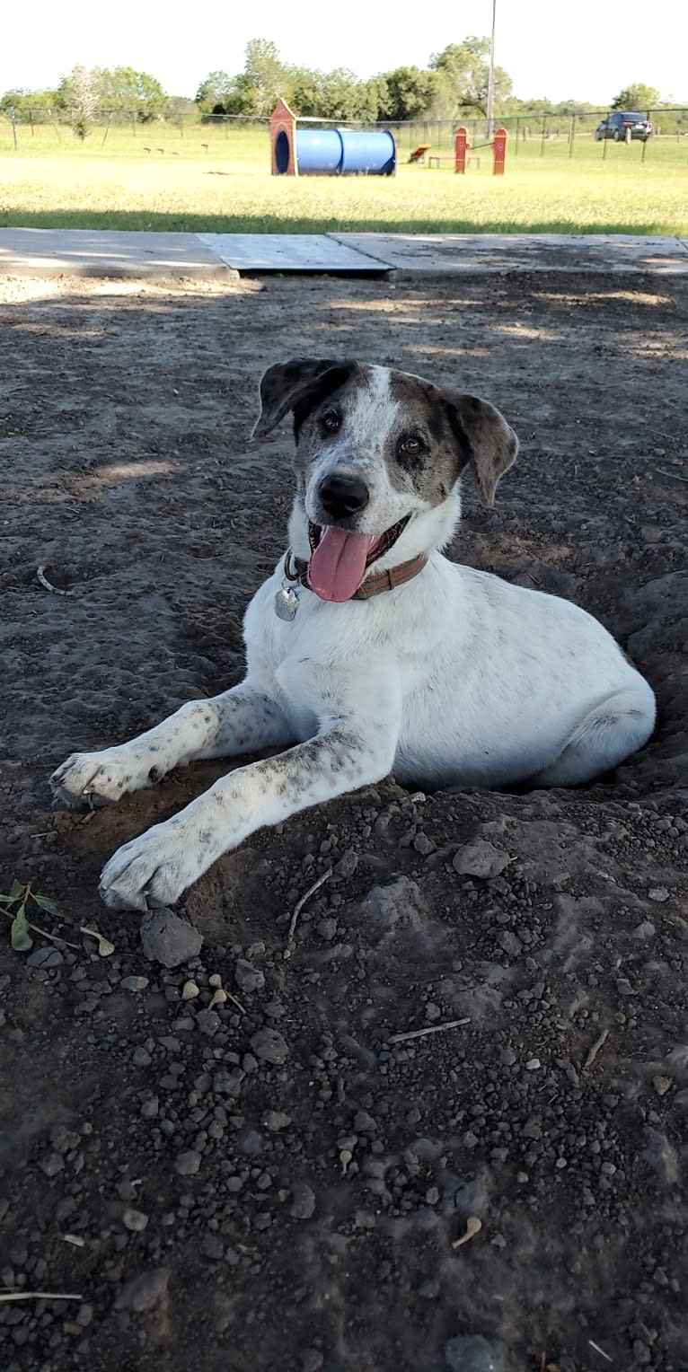 Goose, a Chow Chow and Australian Cattle Dog mix tested with EmbarkVet.com