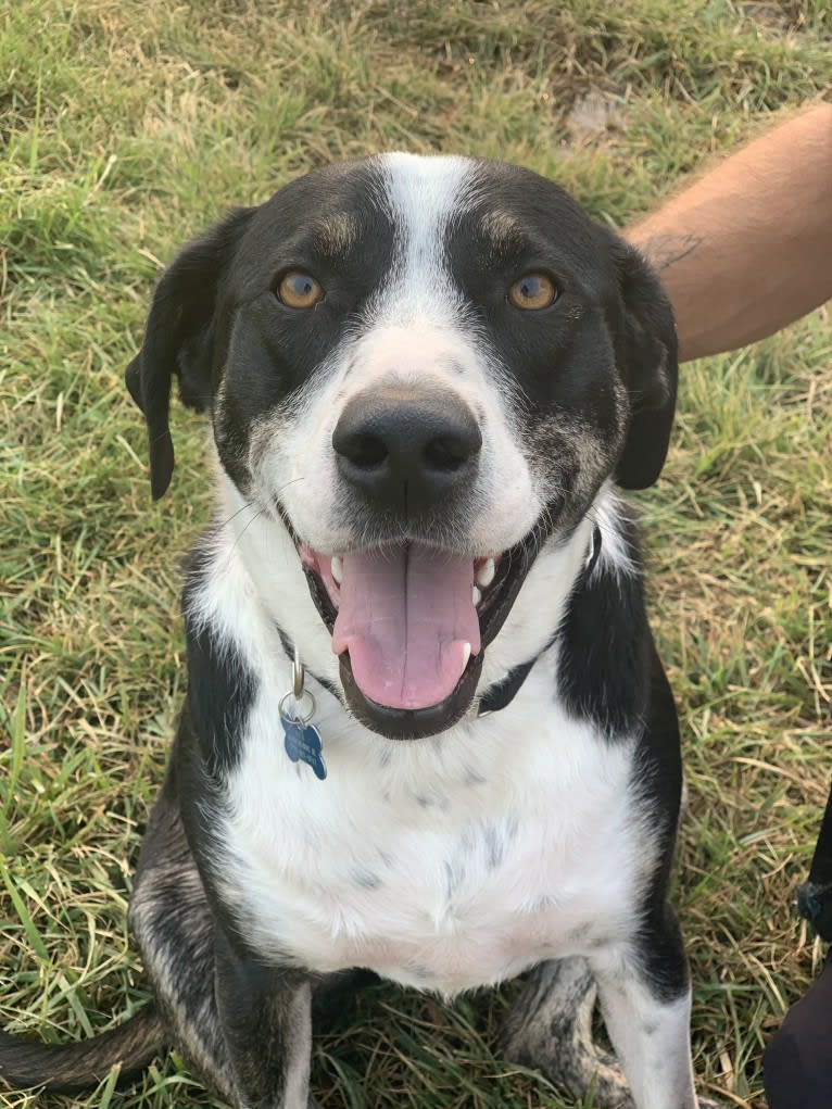 Rex, an American Pit Bull Terrier and Australian Cattle Dog mix tested with EmbarkVet.com