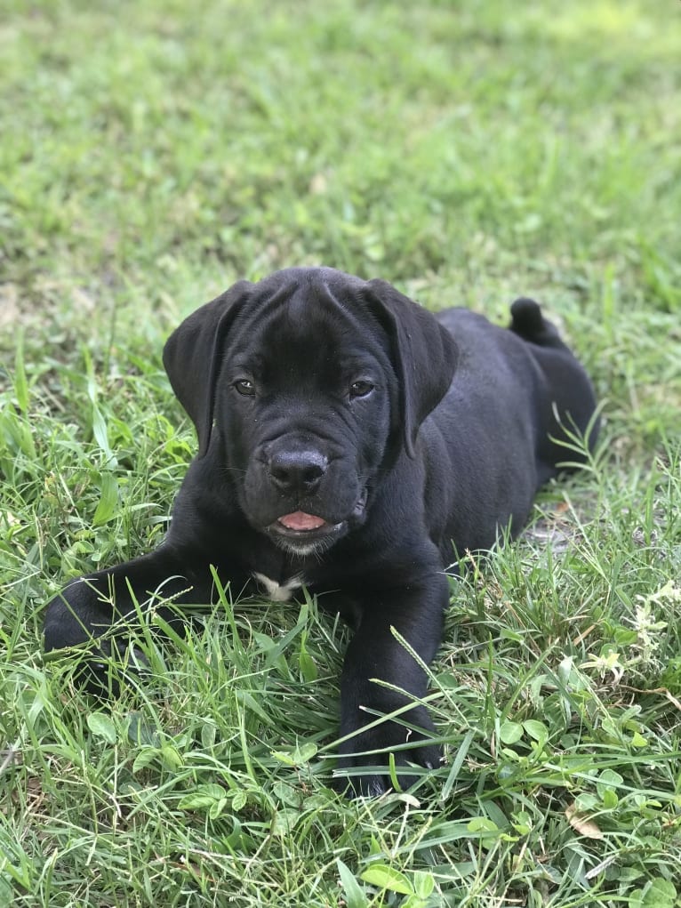 Griffin, a Boerboel tested with EmbarkVet.com