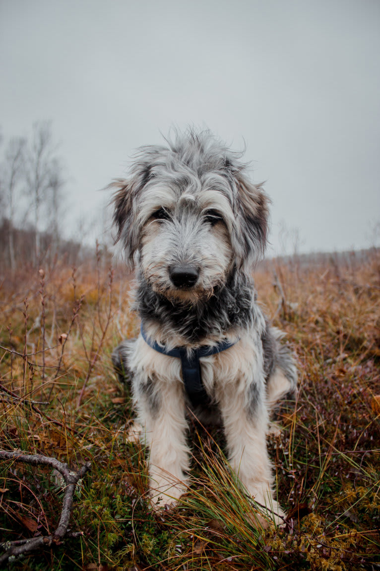 Olga, an Eastern European Village Dog tested with EmbarkVet.com