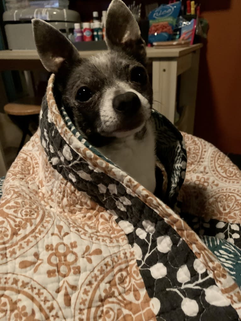Yapa Roo, a Chihuahua and Rat Terrier mix tested with EmbarkVet.com