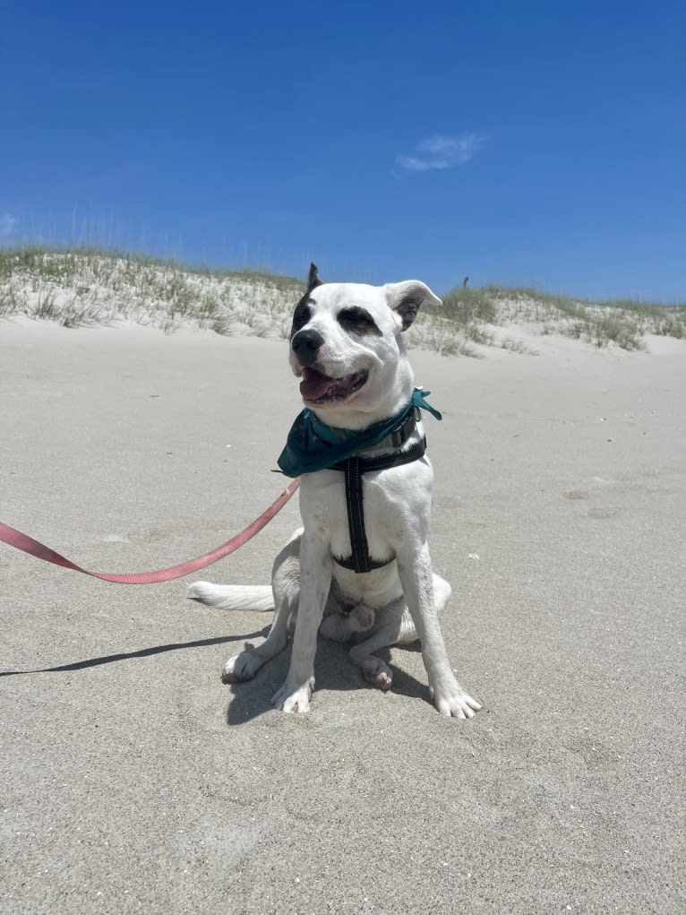 River, an American Pit Bull Terrier and Australian Cattle Dog mix tested with EmbarkVet.com