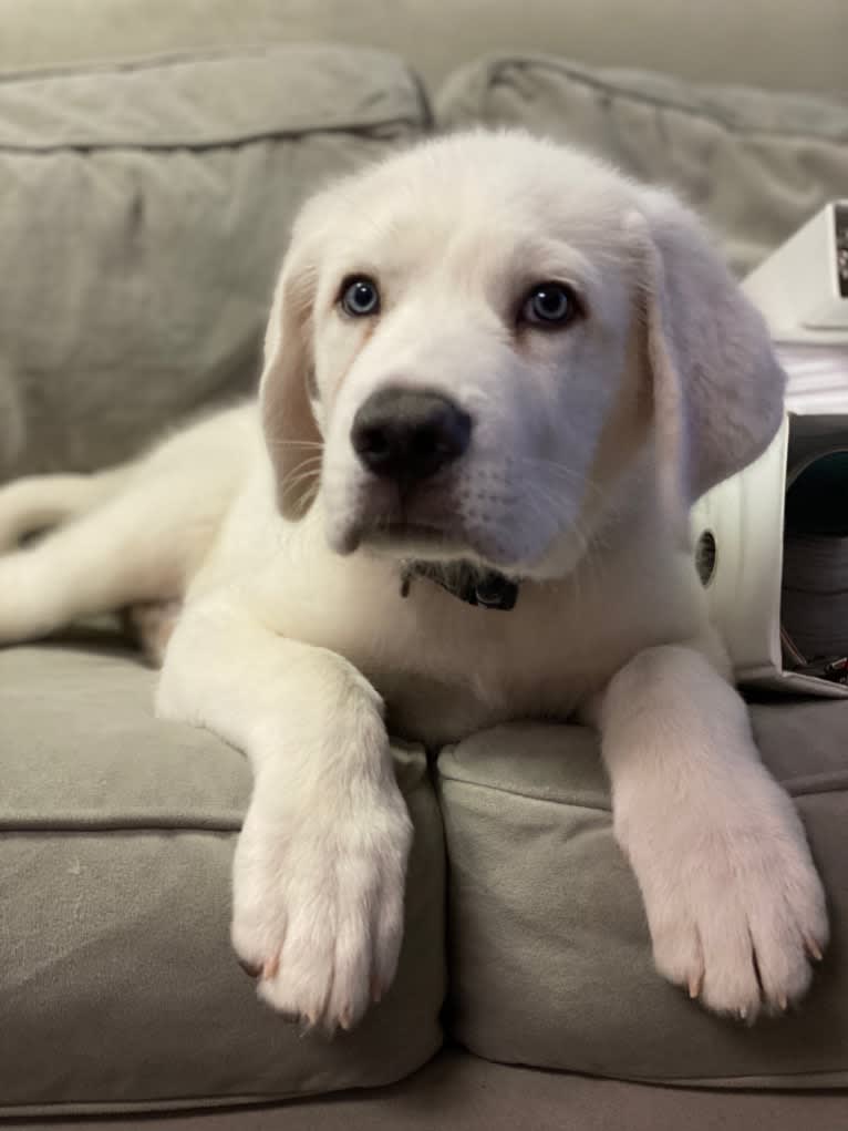 Kai, a Great Pyrenees and Alaskan Malamute mix tested with EmbarkVet.com