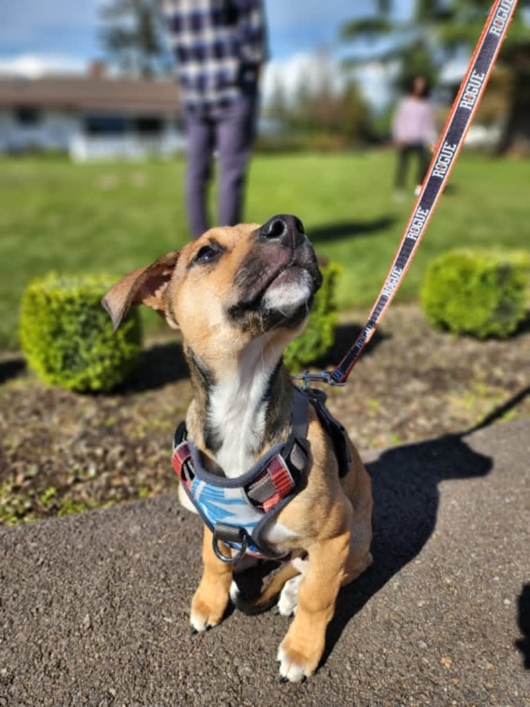 Arthur, an American Pit Bull Terrier and Australian Cattle Dog mix tested with EmbarkVet.com