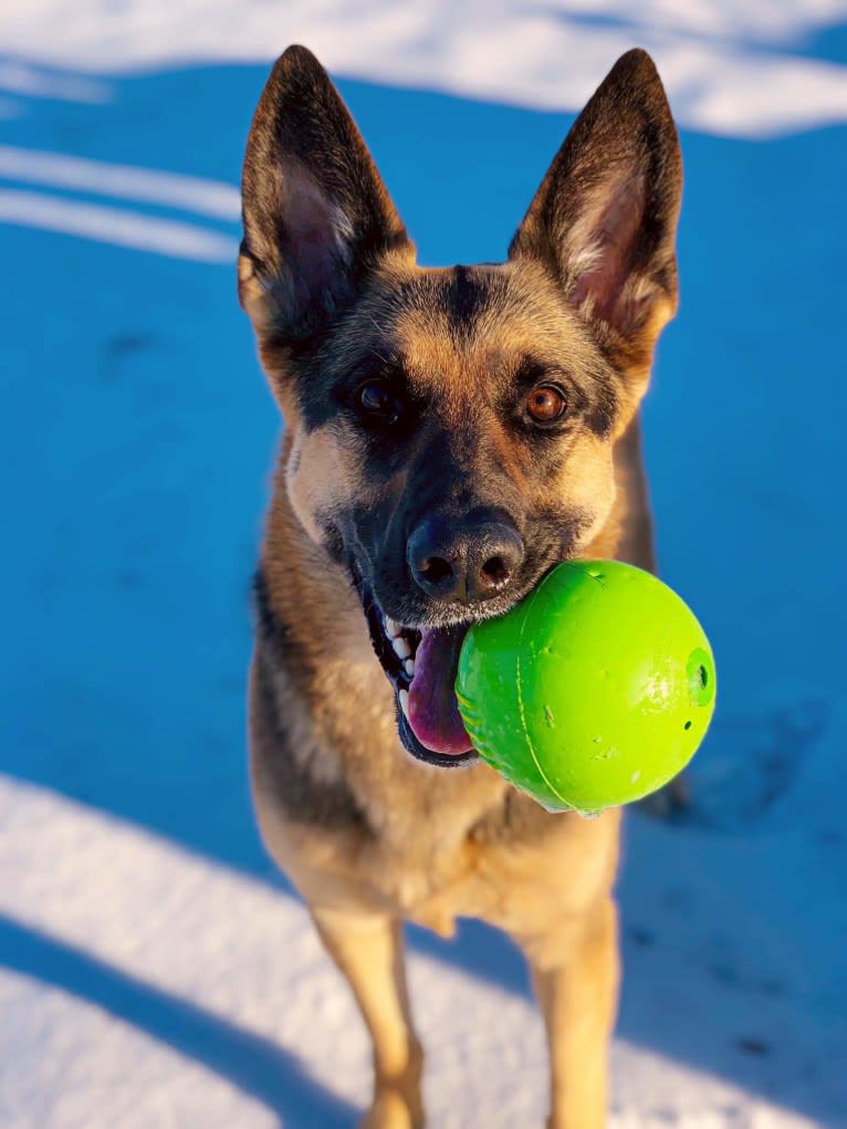 Ava Lynch, a German Shepherd Dog tested with EmbarkVet.com