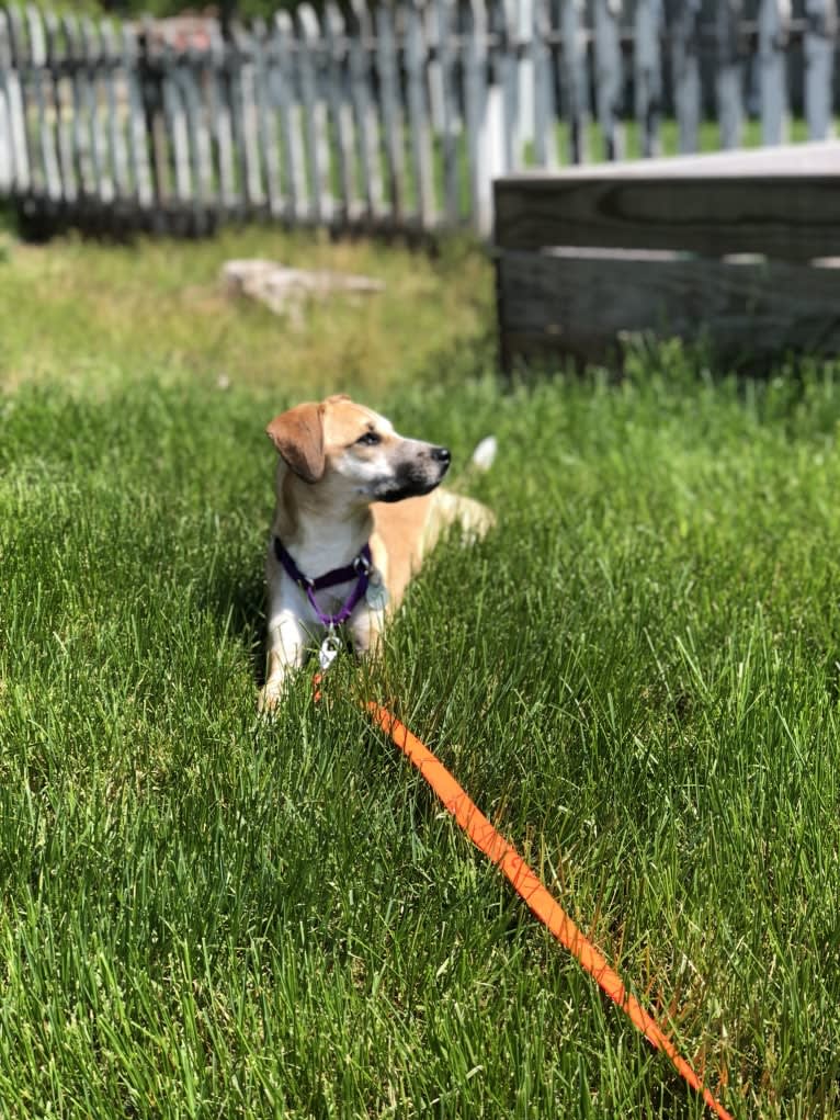 Tica, a Dachshund and Rat Terrier mix tested with EmbarkVet.com