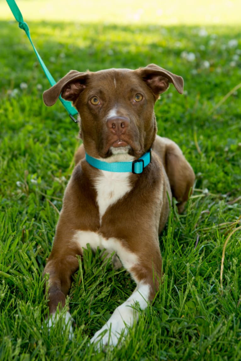 Nile, a Staffordshire Terrier and Cocker Spaniel mix tested with EmbarkVet.com