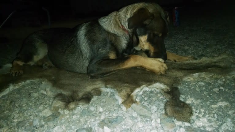 Wendy, a Rottweiler and Belgian Malinois mix tested with EmbarkVet.com