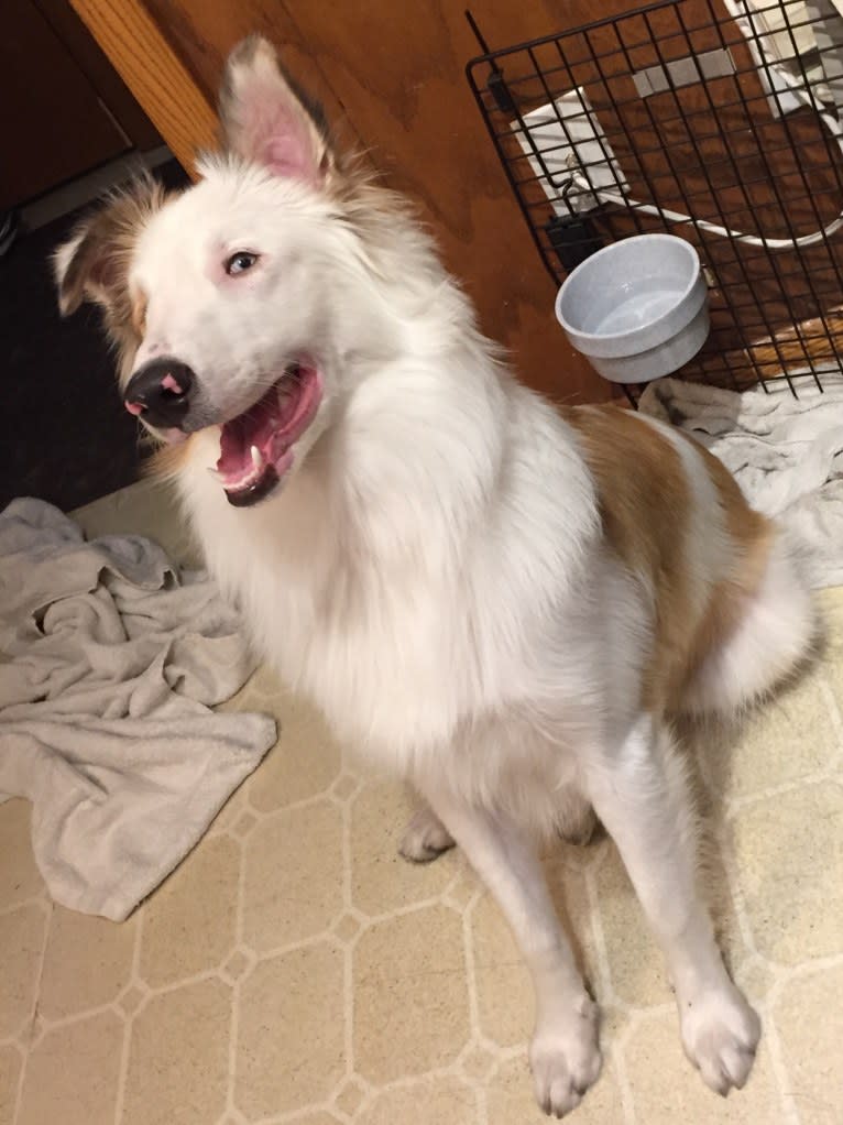 Jax, a Shetland Sheepdog and Australian Cattle Dog mix tested with EmbarkVet.com