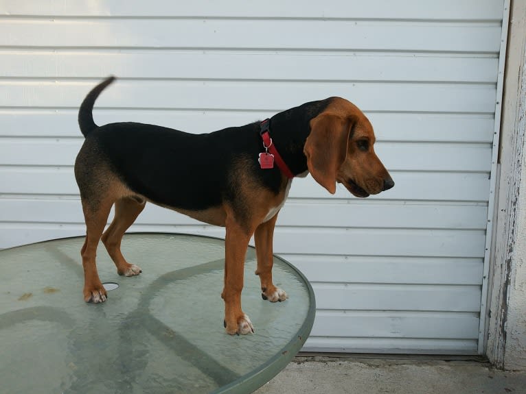 Sparky, a Beagle (8.8% unresolved) tested with EmbarkVet.com