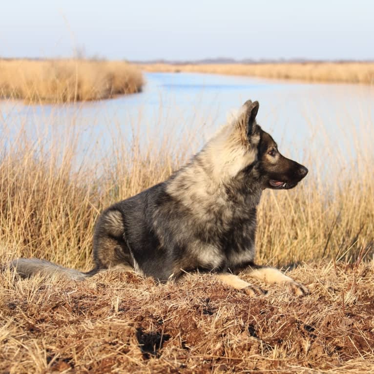 Hudson, a German Shepherd Dog tested with EmbarkVet.com