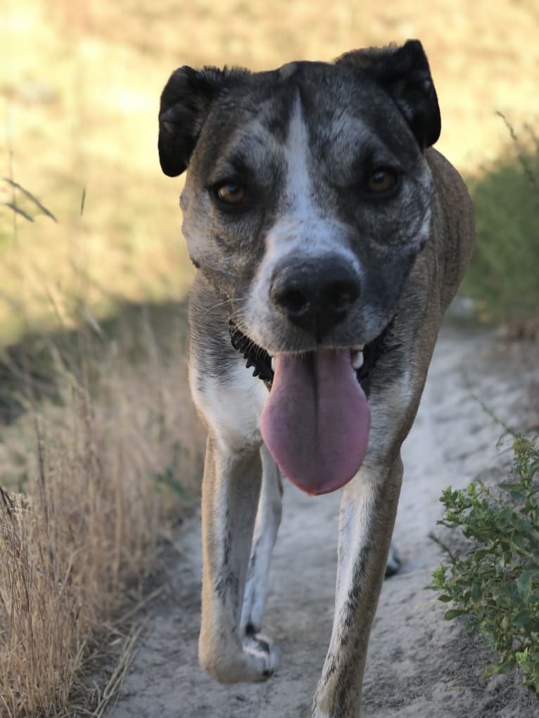 Pepper Ann, an American Bulldog and Siberian Husky mix tested with EmbarkVet.com