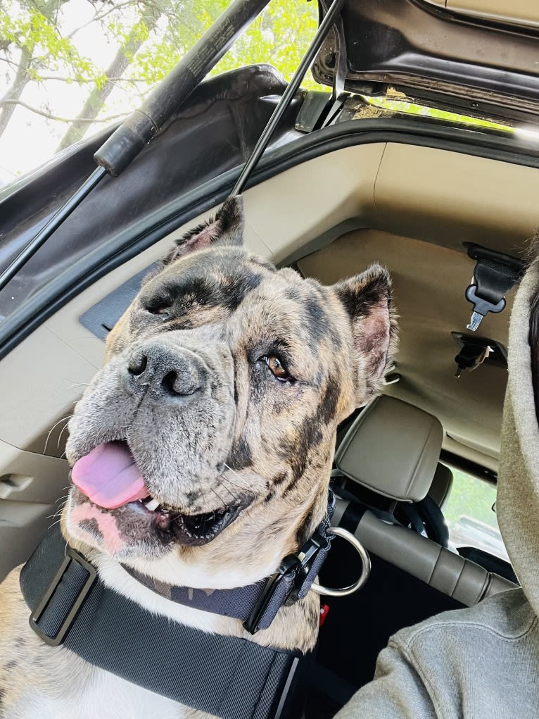 Oreo, a Bulldog and Boxer mix tested with EmbarkVet.com
