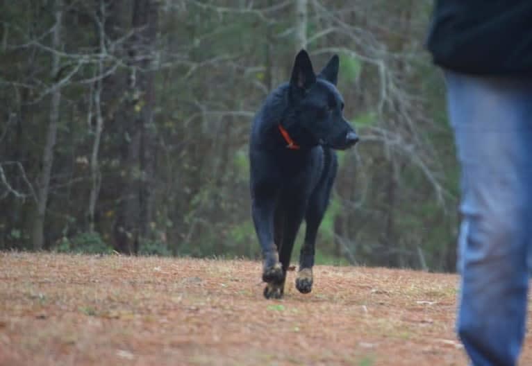 vox vom fox, a German Shepherd Dog tested with EmbarkVet.com