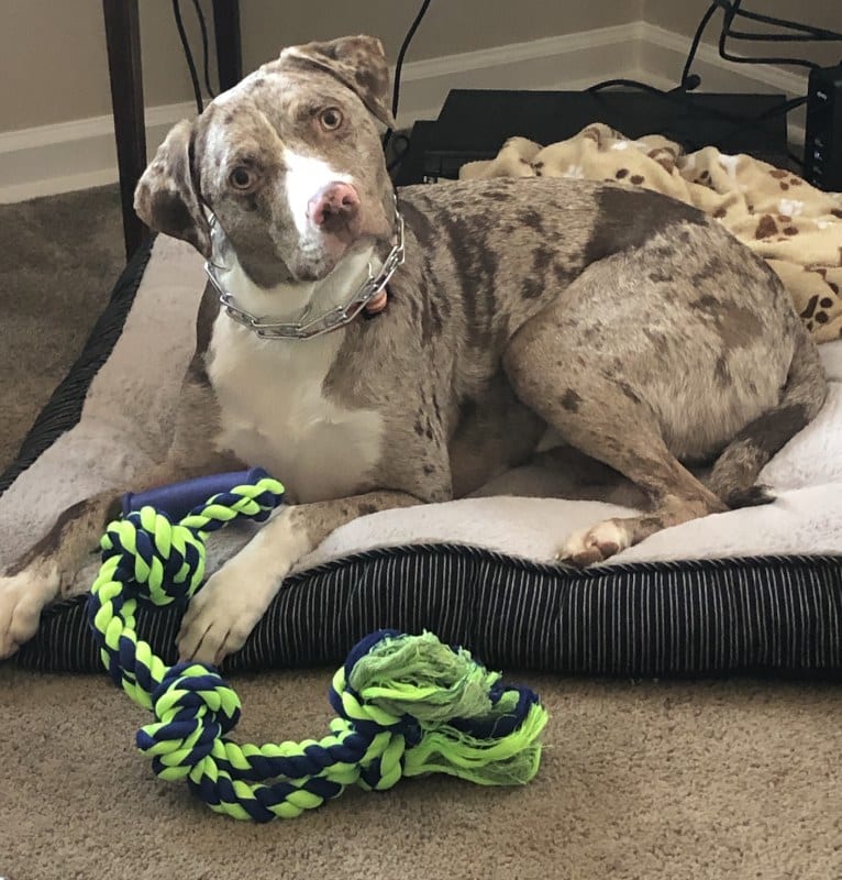 Opie Cunningham, a Catahoula Leopard Dog and American Bully mix tested with EmbarkVet.com