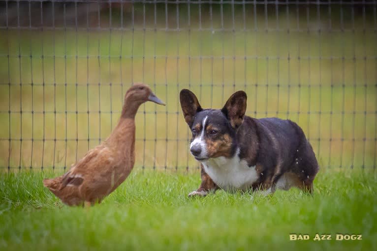 Burns, a Cardigan Welsh Corgi tested with EmbarkVet.com