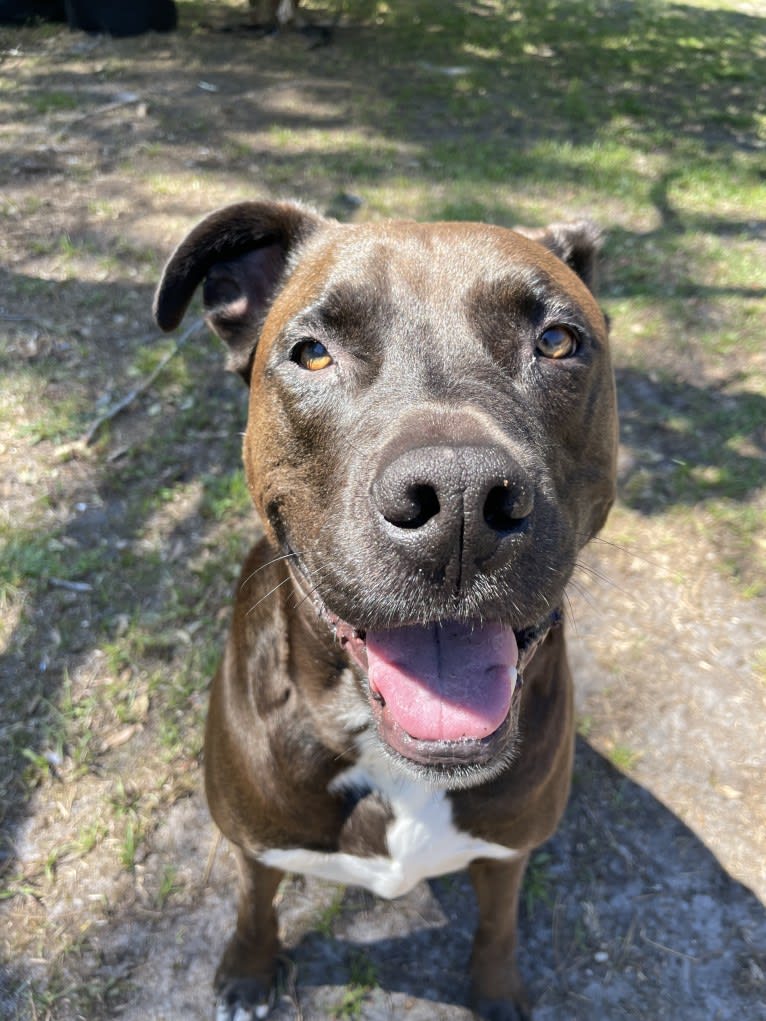 Theo, an American Pit Bull Terrier and American Staffordshire Terrier mix tested with EmbarkVet.com