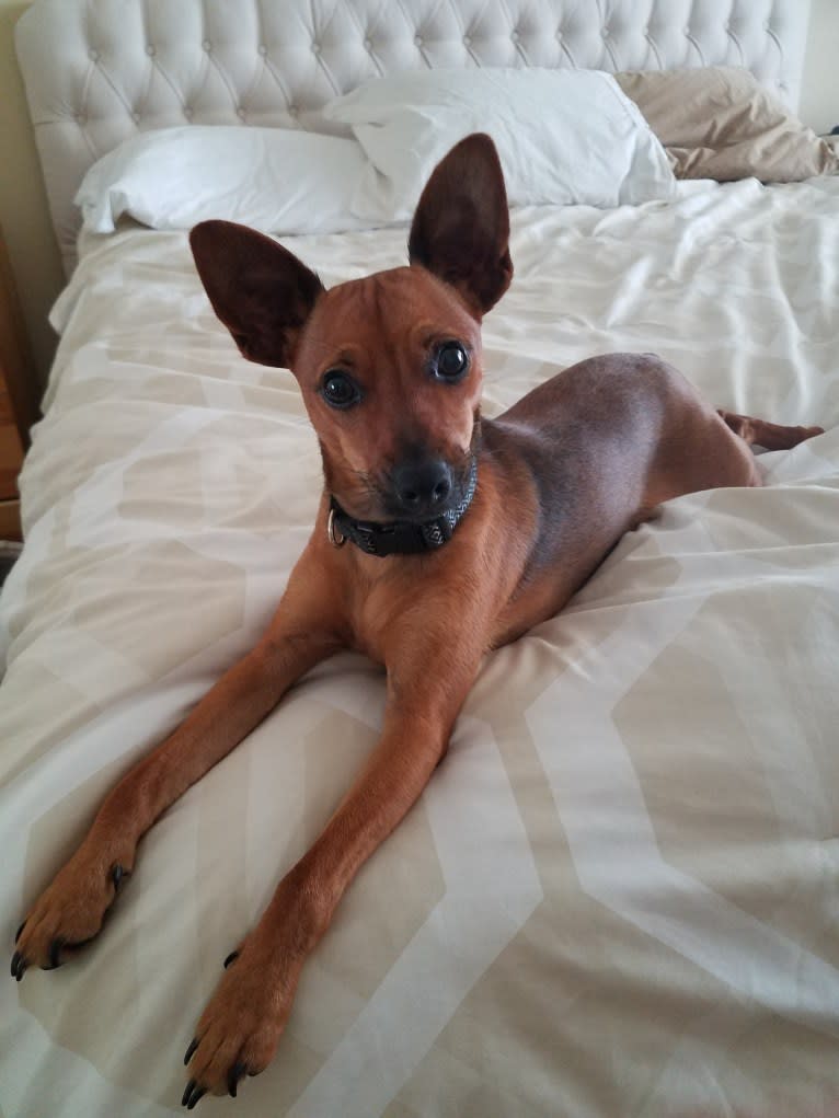 Pip, a Miniature Pinscher and Chihuahua mix tested with EmbarkVet.com