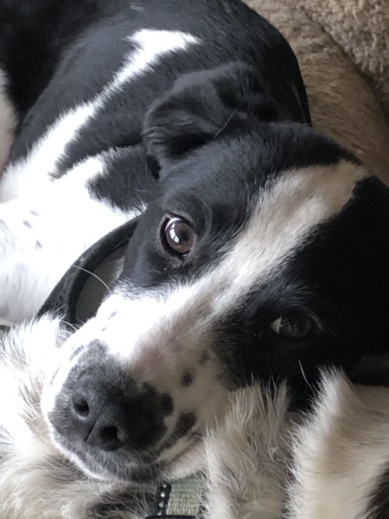 Ralph, a Golden Retriever and American Pit Bull Terrier mix tested with EmbarkVet.com