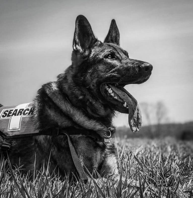 K9 Davos, a German Shepherd Dog tested with EmbarkVet.com