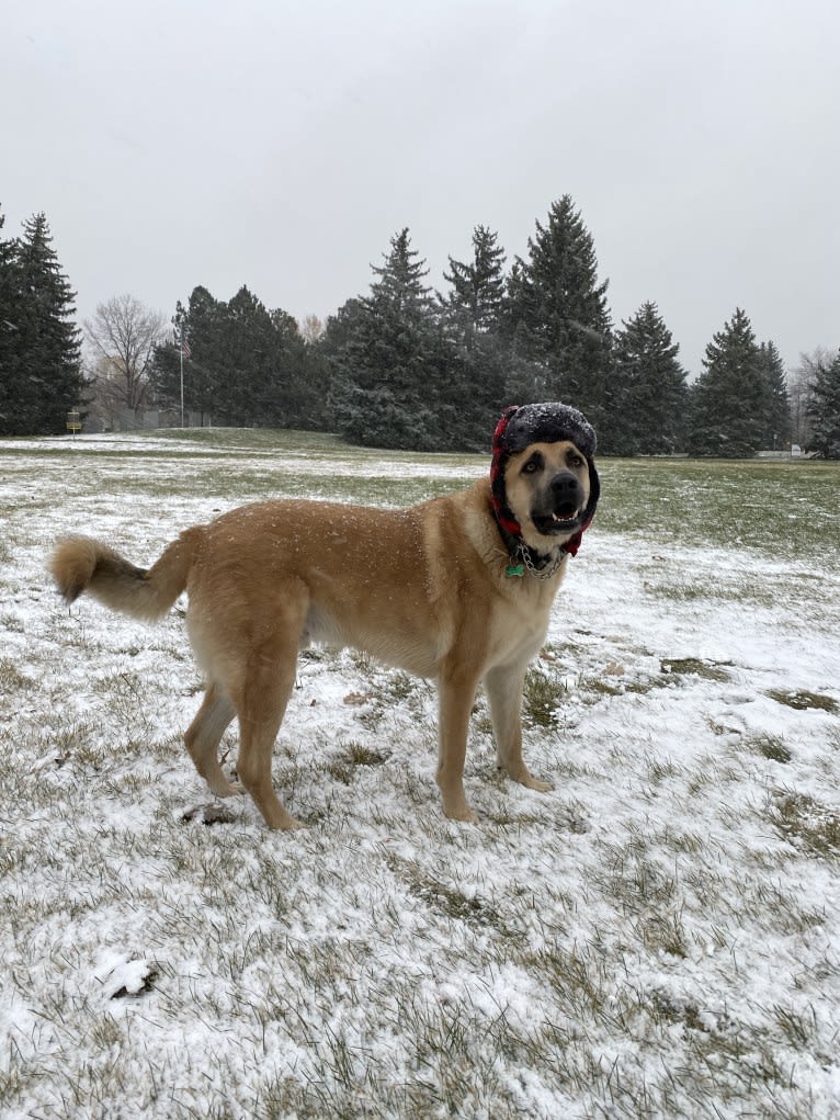 Boban, a German Shepherd Dog and Great Pyrenees mix tested with EmbarkVet.com