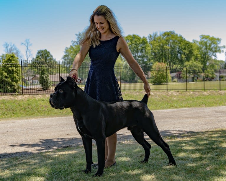 Diesel, a Cane Corso tested with EmbarkVet.com