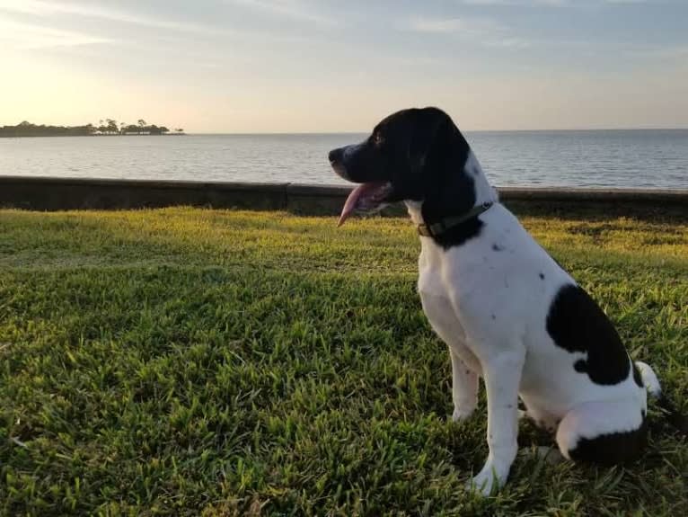 PATIENCE, a Labrador Retriever and American Pit Bull Terrier mix tested with EmbarkVet.com