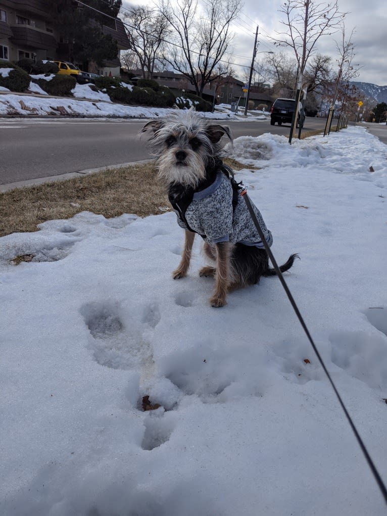 Lillibee, a Miniature Schnauzer and Rat Terrier mix tested with EmbarkVet.com