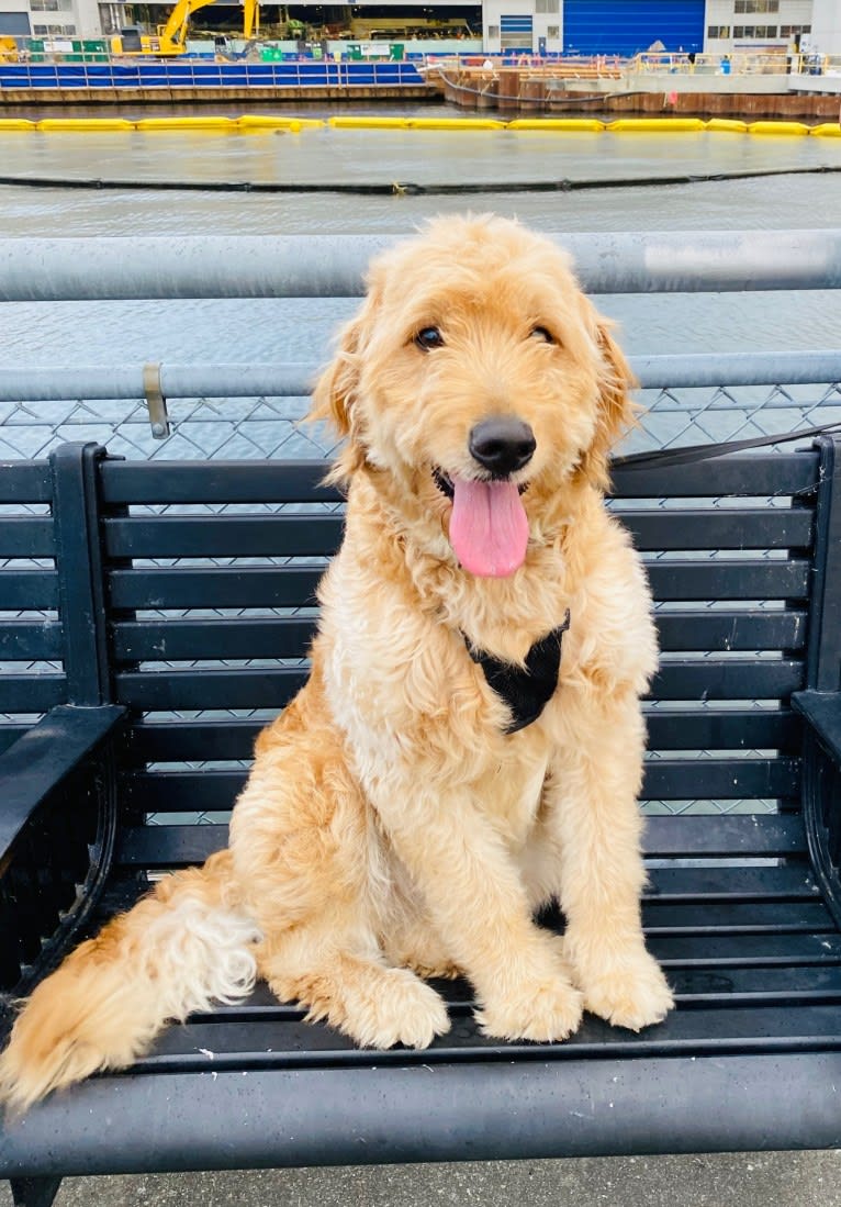 Mango, a Goldendoodle tested with EmbarkVet.com